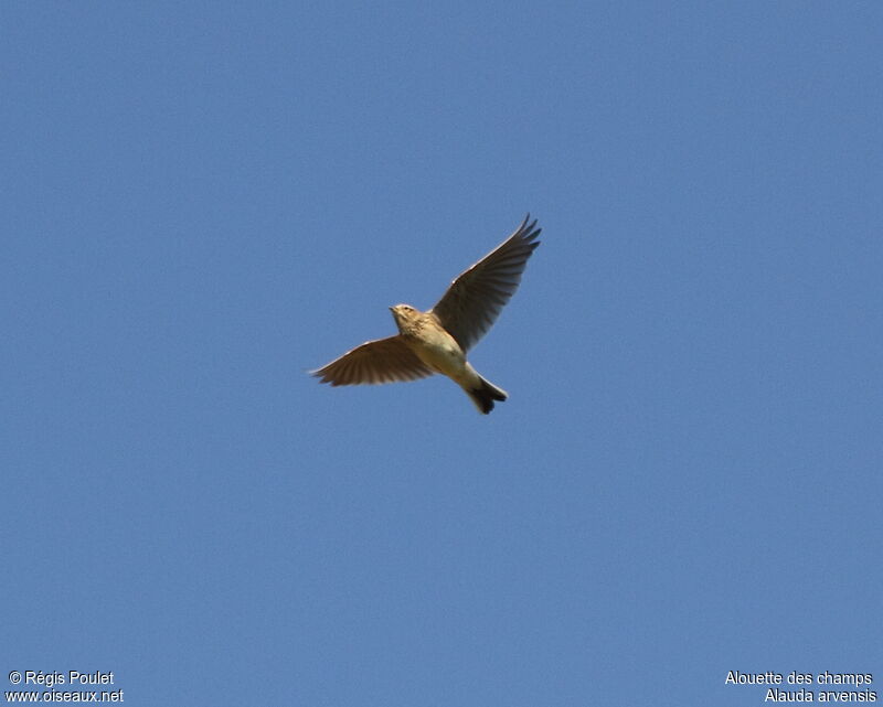 Eurasian Skylark, Flight