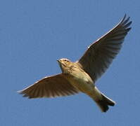 Eurasian Skylark