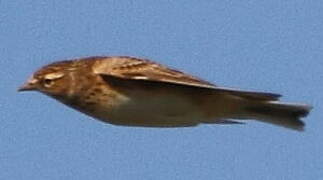 Eurasian Skylark