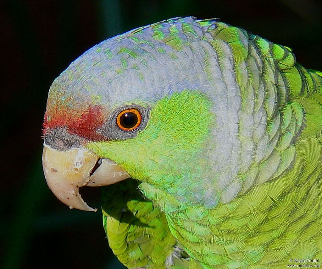 Amazone à couronne lilas