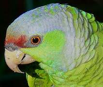 Lilac-crowned Amazon