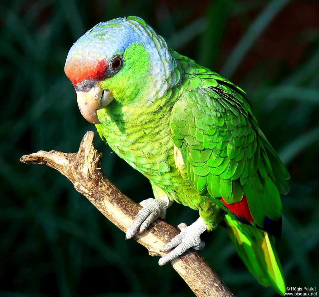 Lilac-crowned Amazon, identification