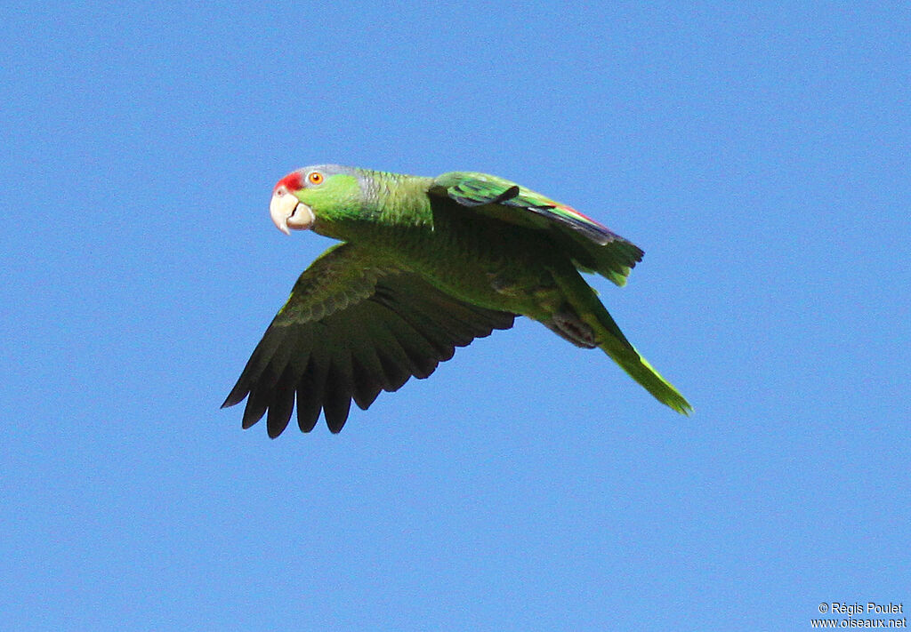 Lilac-crowned Amazon, Flight