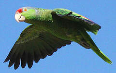 Amazone à couronne lilas