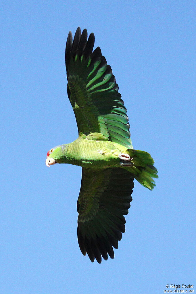 Amazone à couronne lilas, Vol