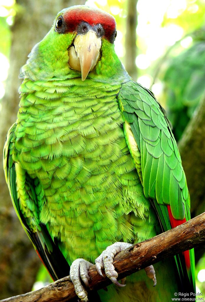 Lilac-crowned Amazonadult