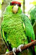 Lilac-crowned Amazon