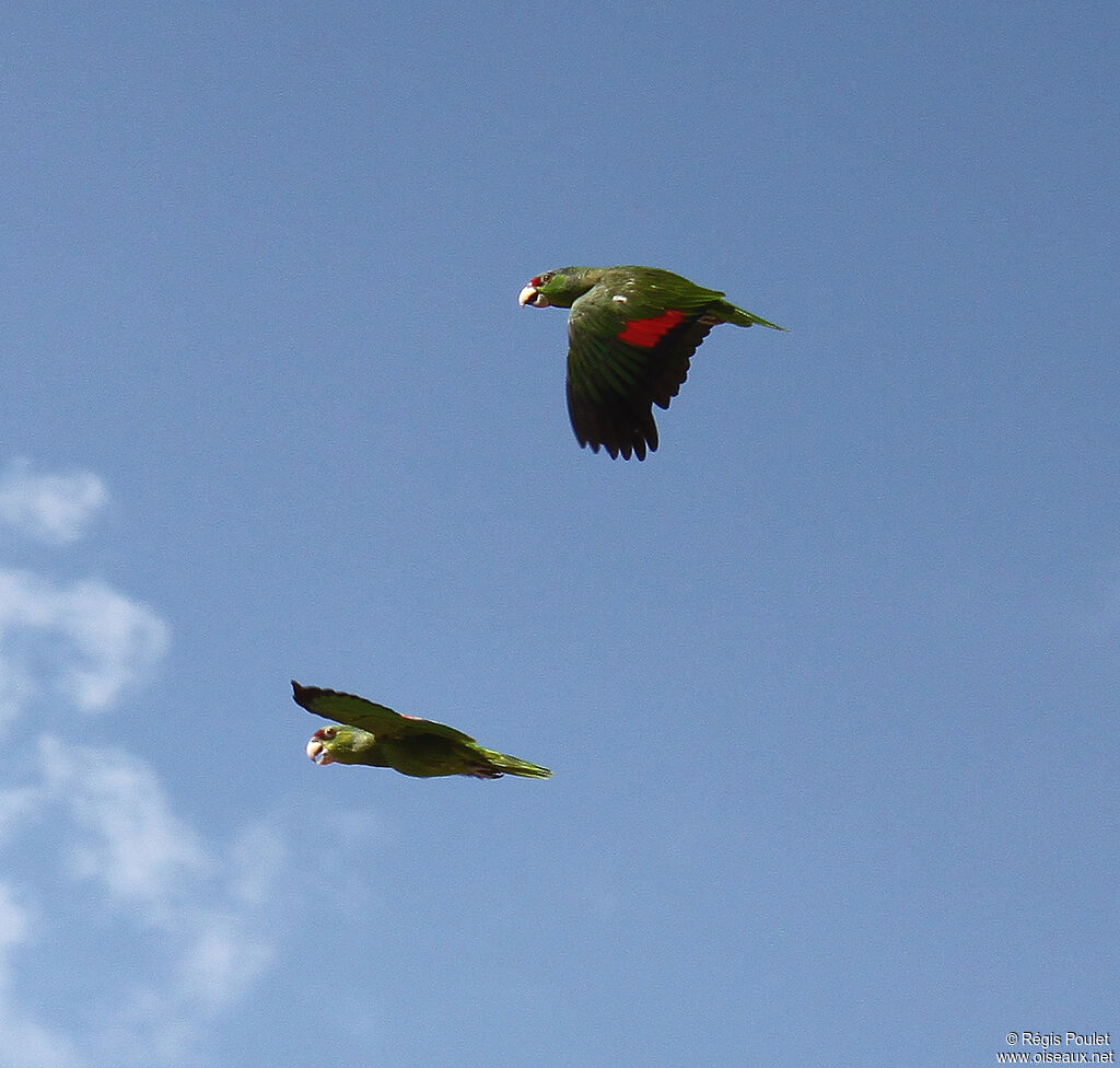 Lilac-crowned Amazon, Flight