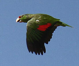 Amazone à couronne lilas