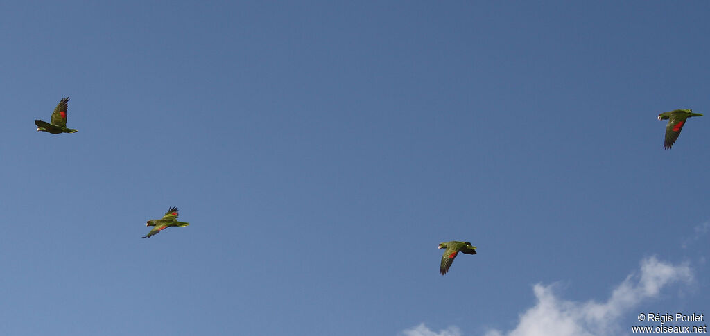 Lilac-crowned Amazon, Flight