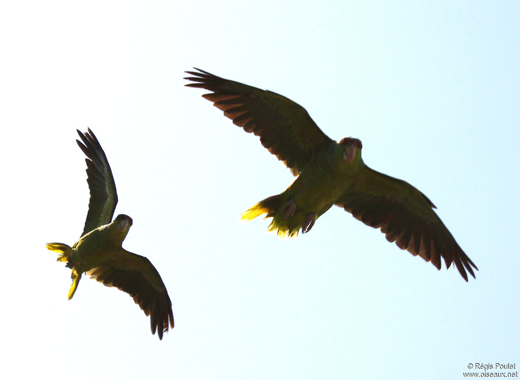 Lilac-crowned Amazon, Flight