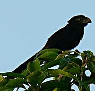 Smooth-billed Ani