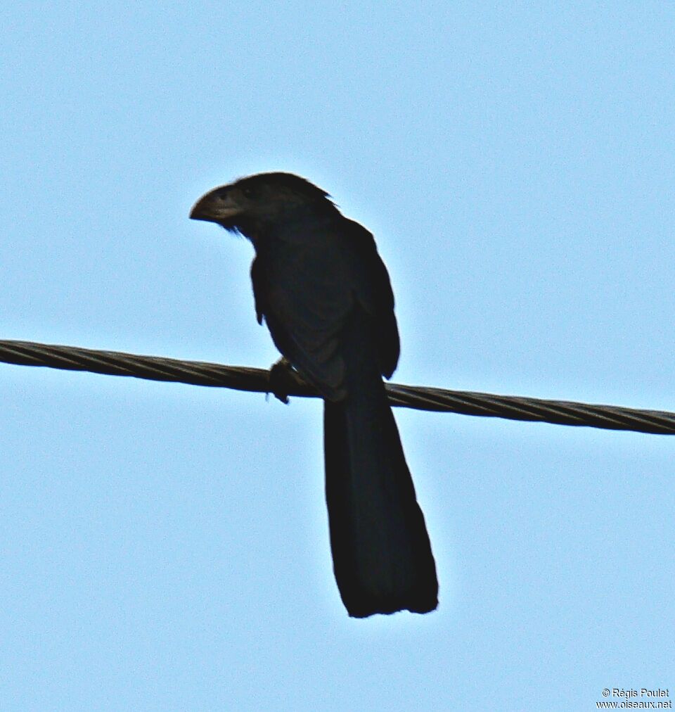 Smooth-billed Ani