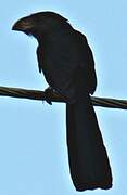 Smooth-billed Ani