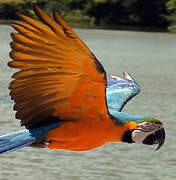 Blue-and-yellow Macaw