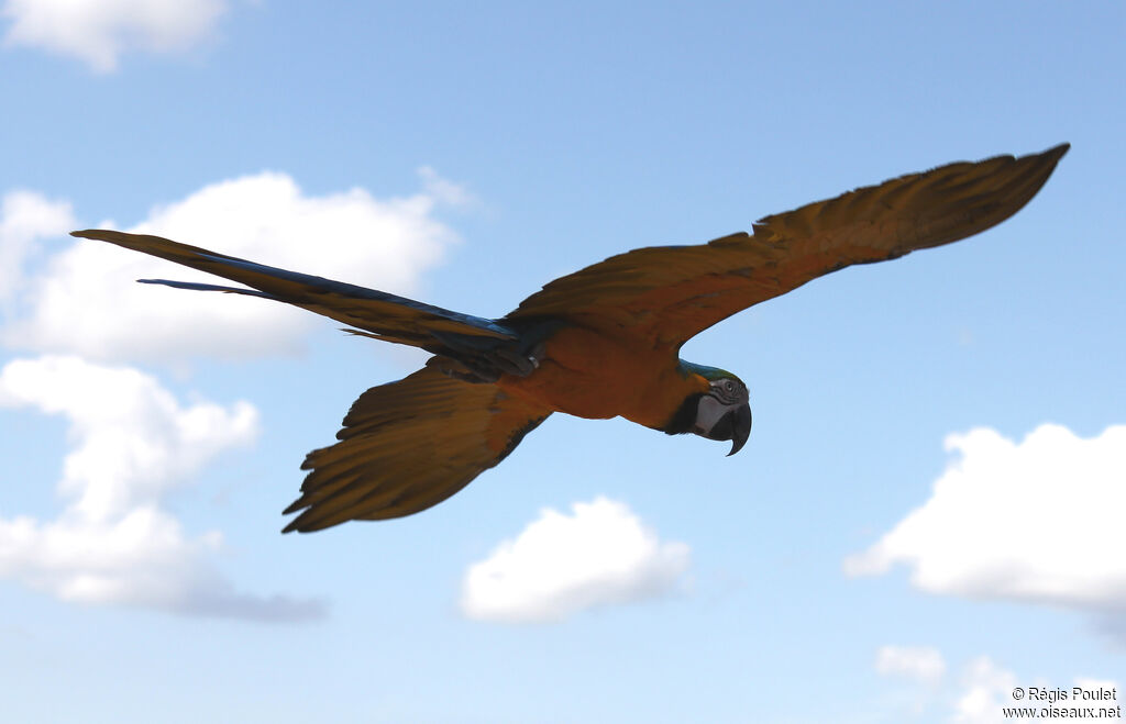 Blue-and-yellow Macaw, Flight