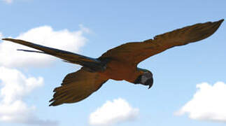 Blue-and-yellow Macaw