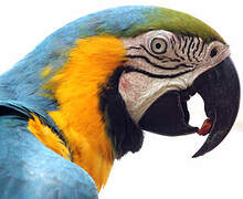 Blue-and-yellow Macaw