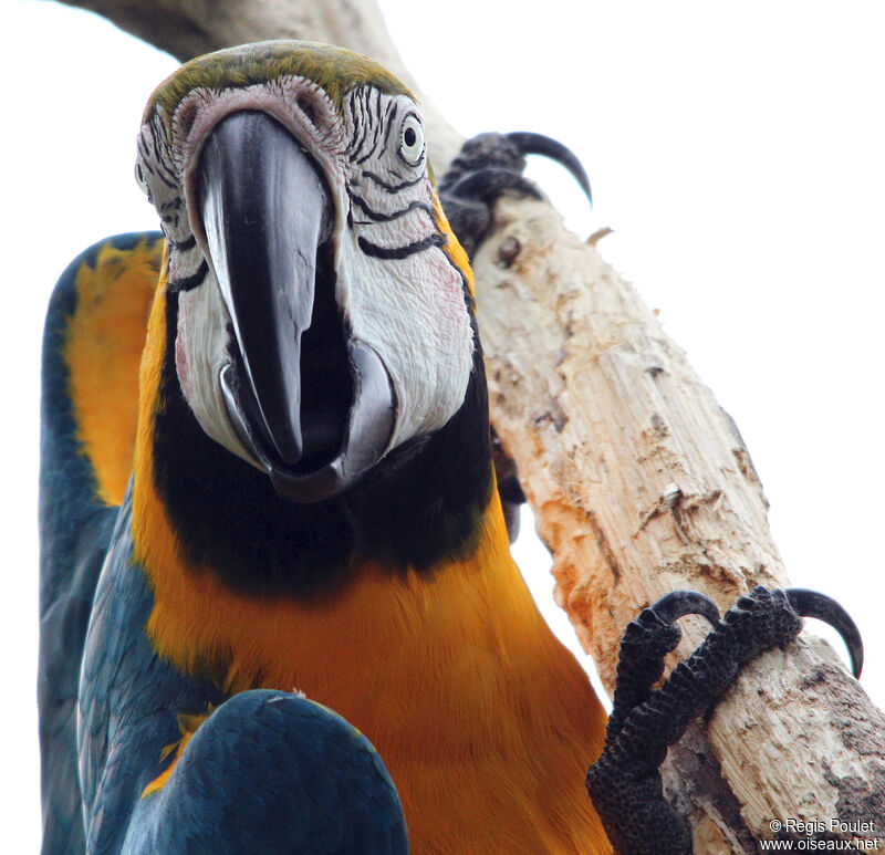 Blue-and-yellow Macaw, identification