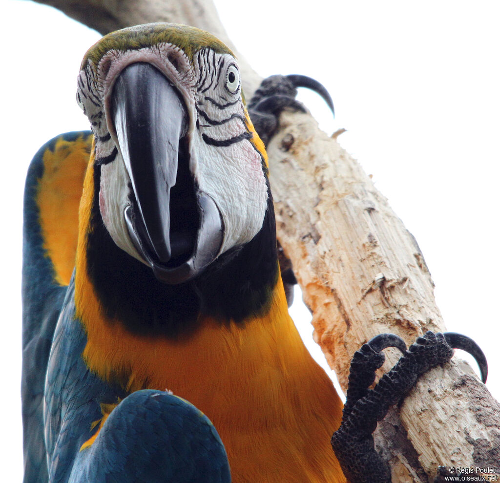 Blue-and-yellow Macaw, identification