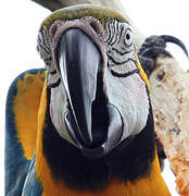 Blue-and-yellow Macaw