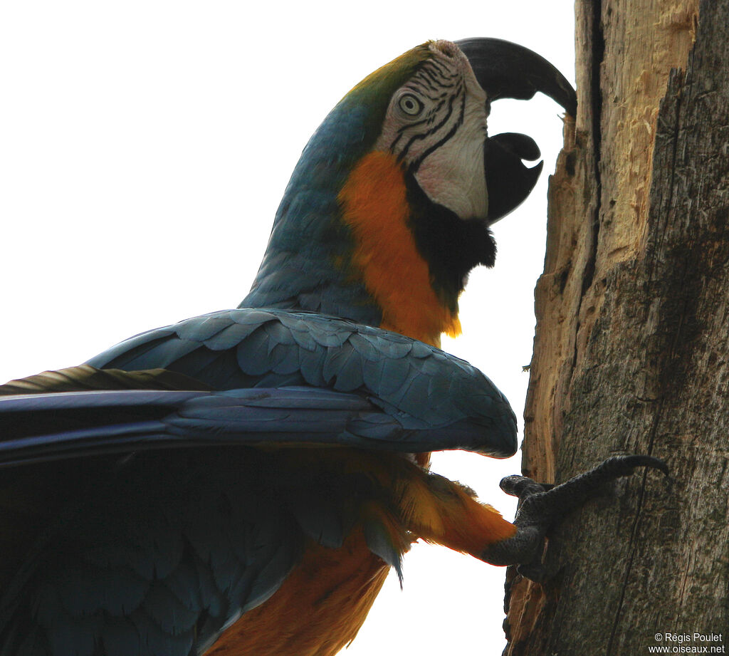 Blue-and-yellow Macaw, Behaviour