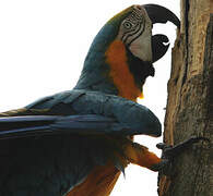 Blue-and-yellow Macaw