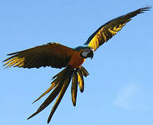 Blue-and-yellow Macaw