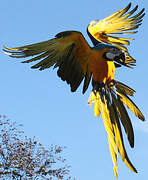 Blue-and-yellow Macaw