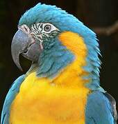 Blue-throated Macaw