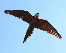 Red-and-green Macaw