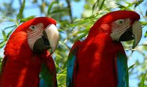 Red-and-green Macaw