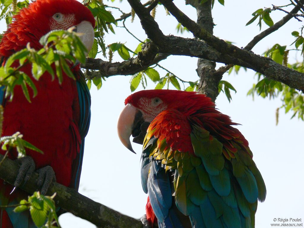 Red-and-green Macaw adult