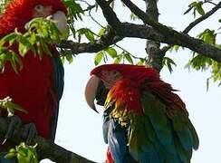 Red-and-green Macaw