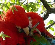 Red-and-green Macaw