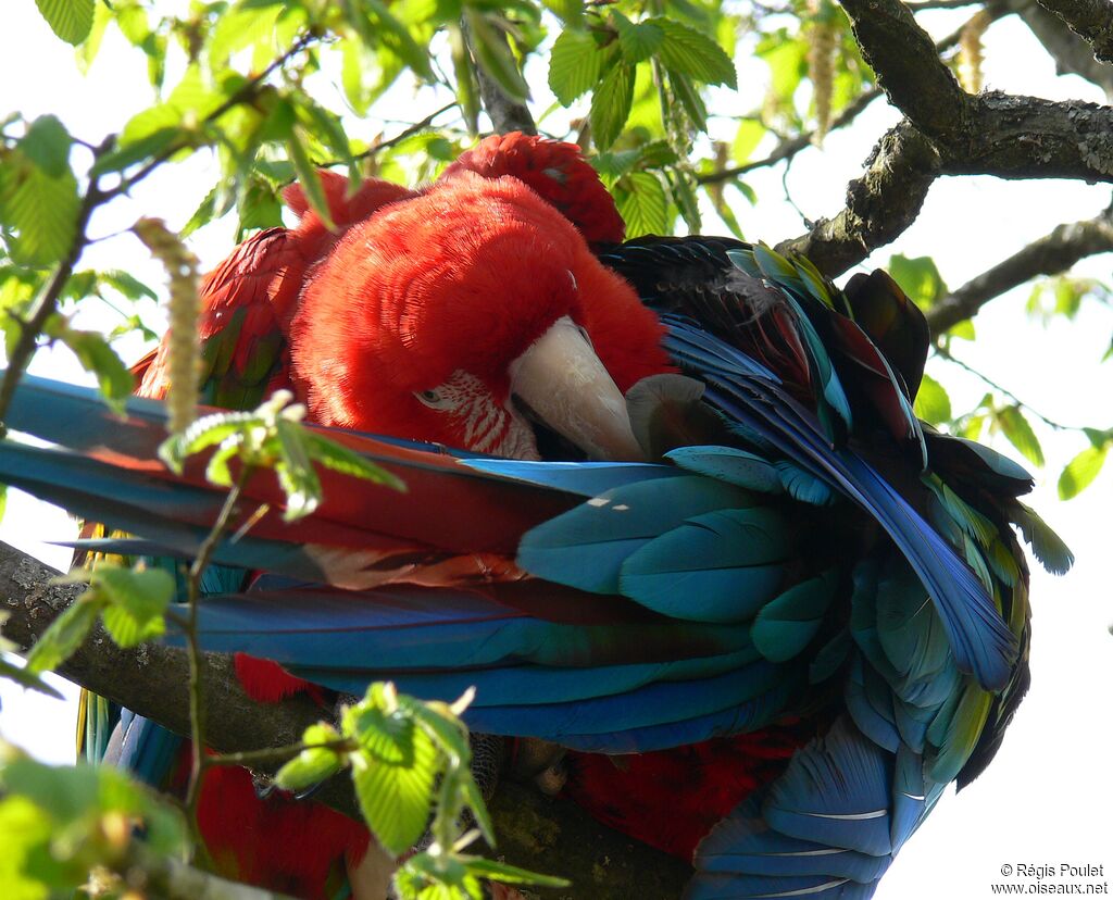 Red-and-green Macaw adult, Behaviour