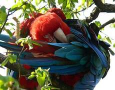 Red-and-green Macaw