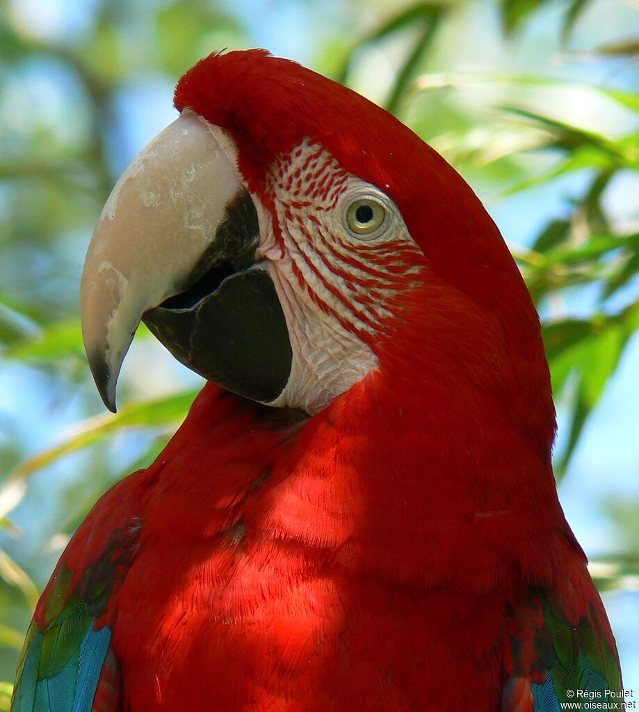 Red-and-green Macawadult