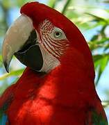 Red-and-green Macaw