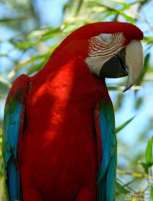 Red-and-green Macawadult