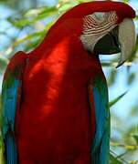 Red-and-green Macaw