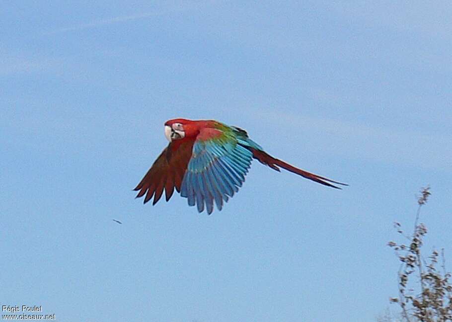 Red-and-green Macawadult, Flight