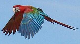 Red-and-green Macaw