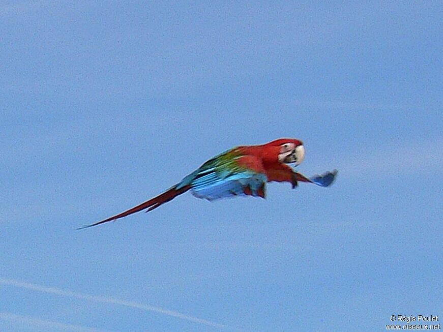 Red-and-green Macawadult