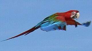 Red-and-green Macaw