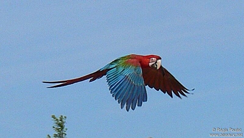 Red-and-green Macawadult