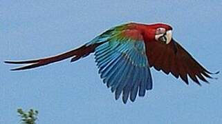 Red-and-green Macaw