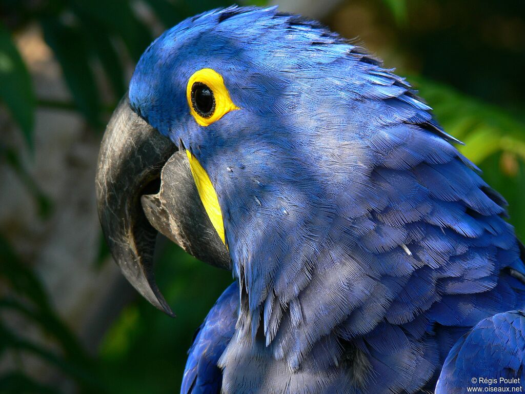 Hyacinth Macaw