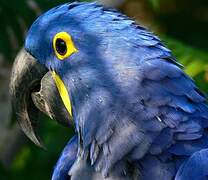 Hyacinth Macaw