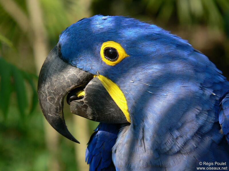 Hyacinth Macaw, identification